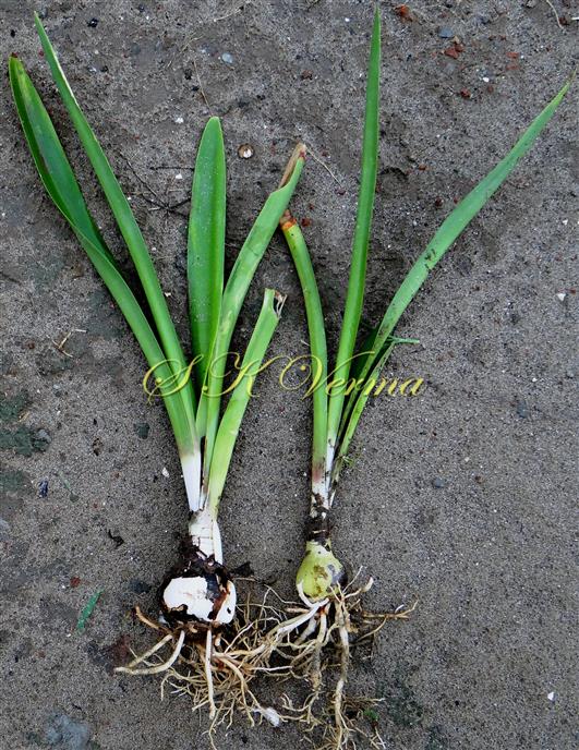  Plants with bulbs